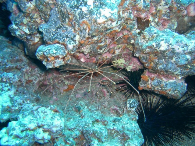  marine life 